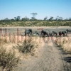 Khaudom Nationalpark - Elefantenbullen am Khaudom Wasserloch